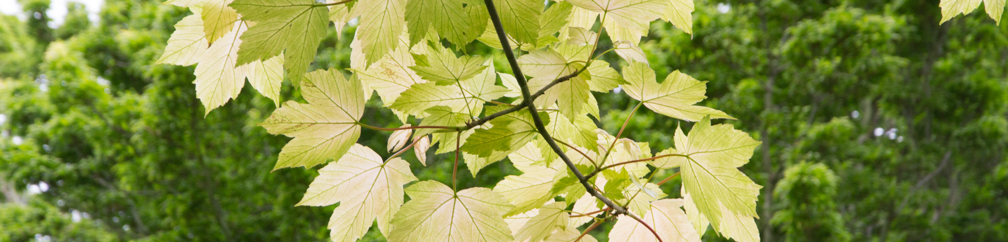 Acer pseudoplatanus 'Brilliantissimum'