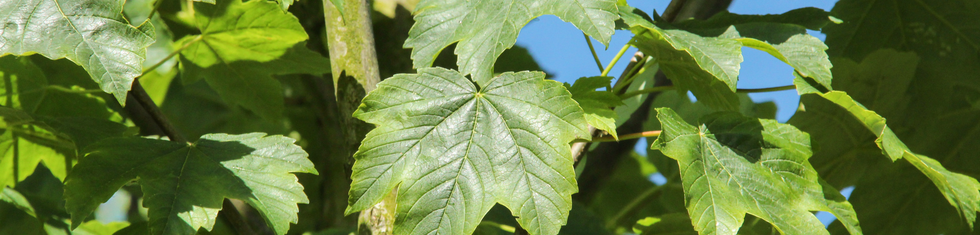 Acer pseudoplatanus 'Bruchem'