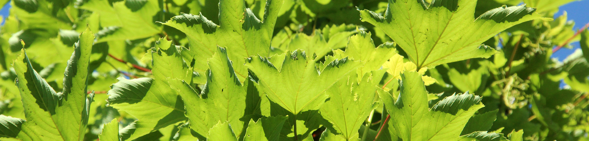 Acer pseudoplatanus 'Erectum'