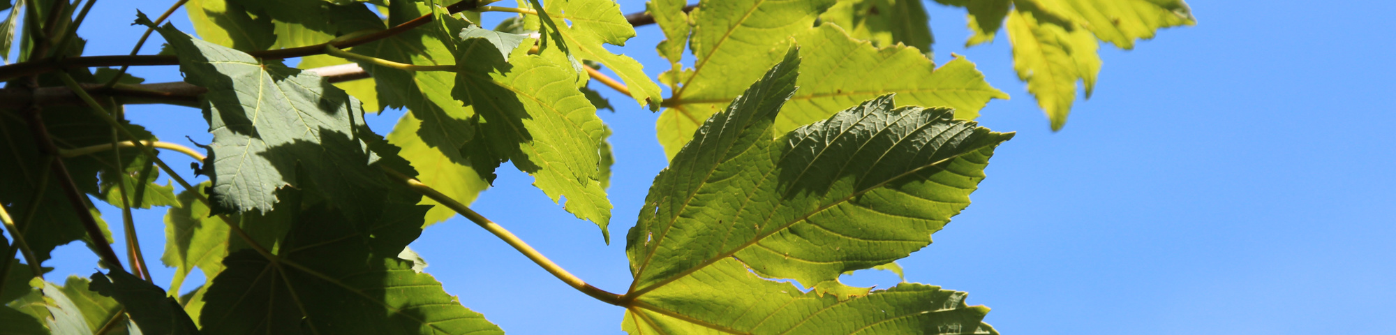 Acer pseudoplatanus