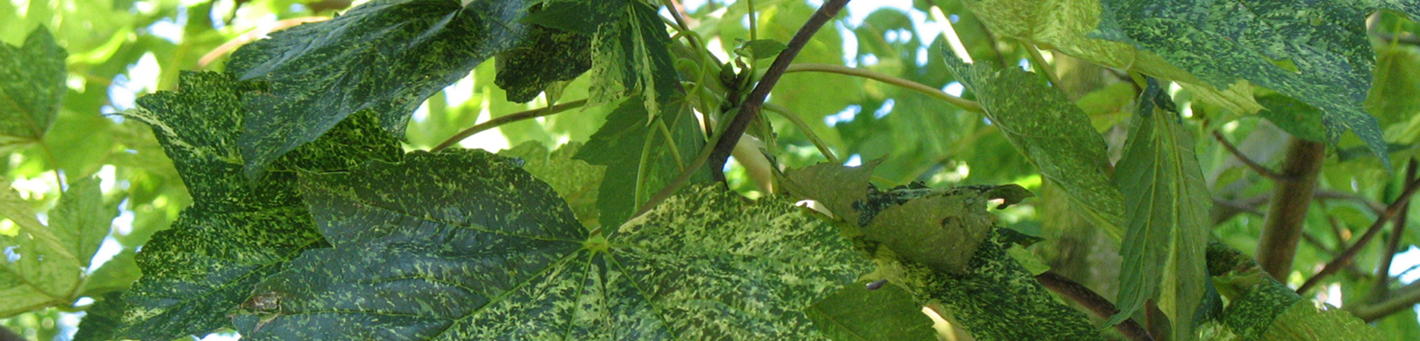 Acer pseudoplatanus 'Leopoldii'