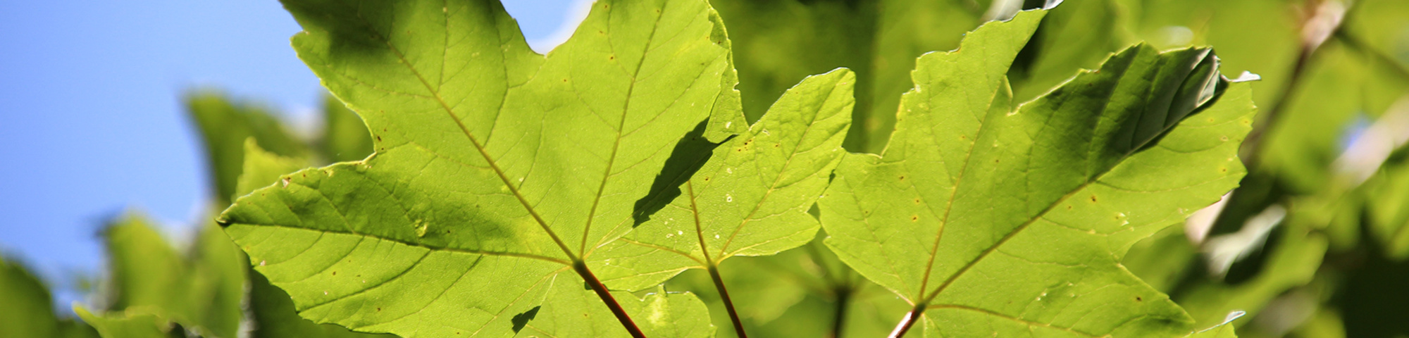 Acer pseudoplatanus 'Negenia'