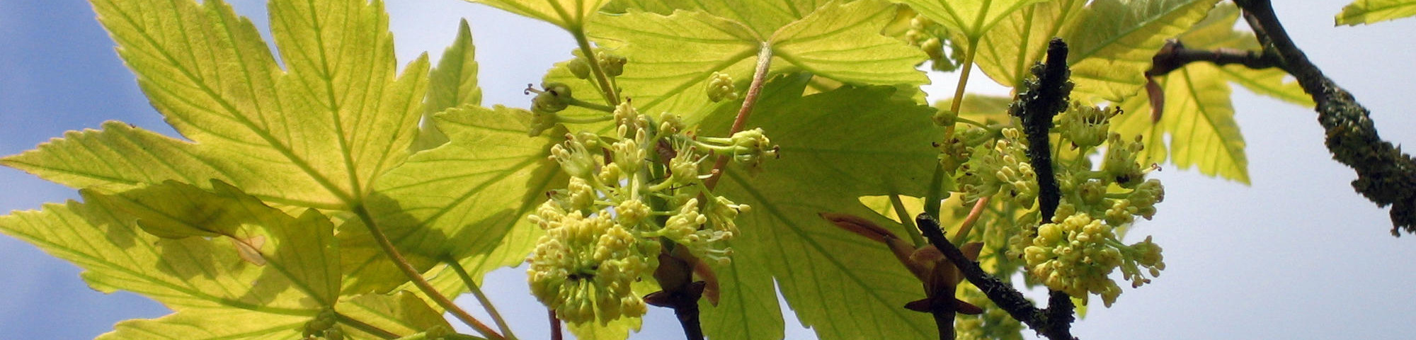 Acer pseudoplatanus 'Prinz Handjery'