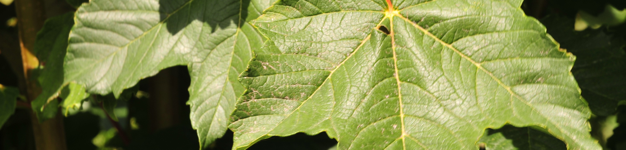 Acer pseudoplatanus 'Rotterdam'