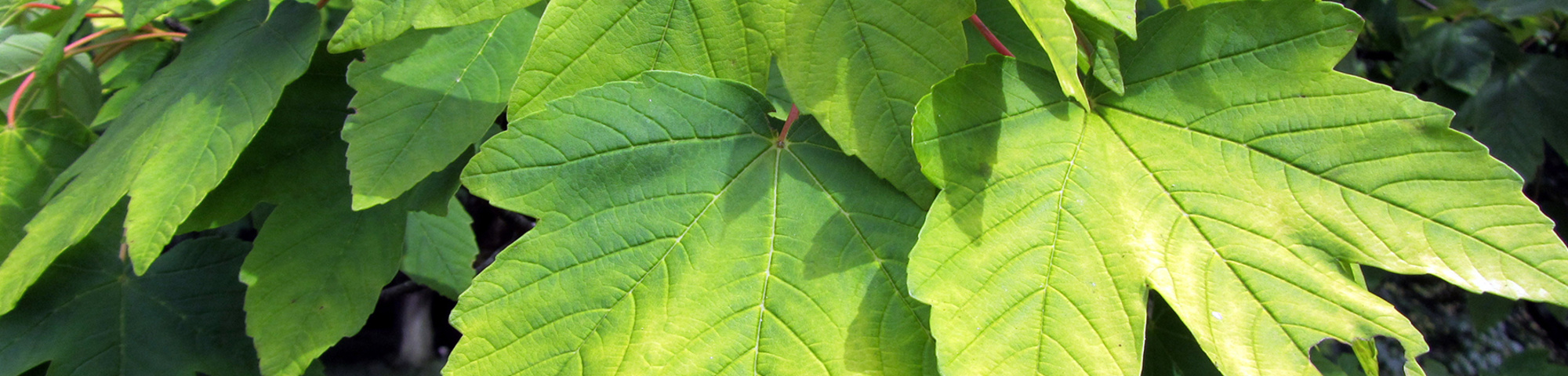 Acer pseudoplatanus 'Worley'