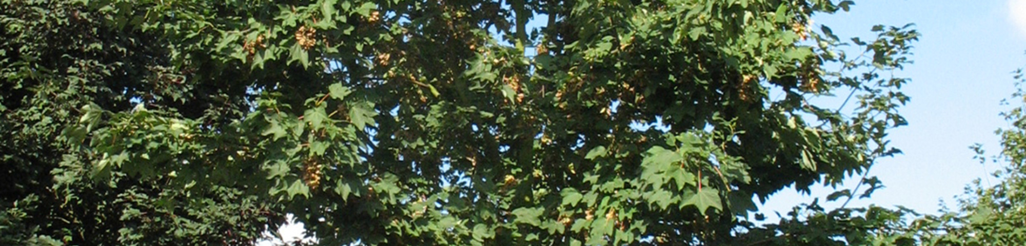 Acer pseudoplatanus 'Zeewolde'