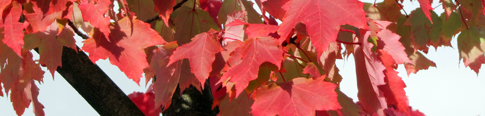 Acer rubrum 'Brandywine'