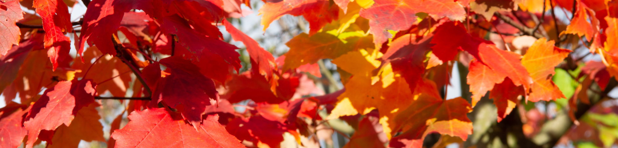 Acer rubrum 'Franksred'