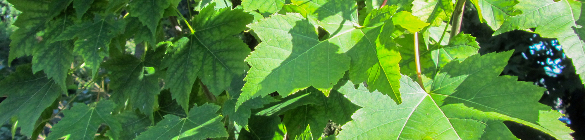 Acer rubrum 'Gerling'
