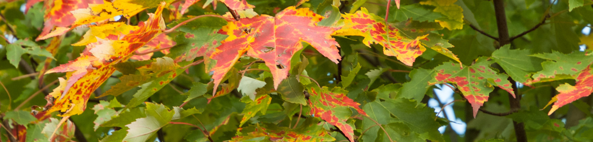 Acer rubrum 'Karpick'