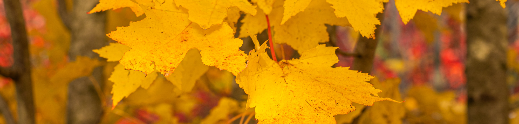 Acer rubrum 'Karpick'