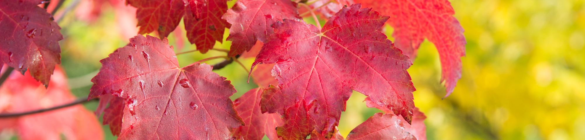 Acer rubrum 'October Glory'