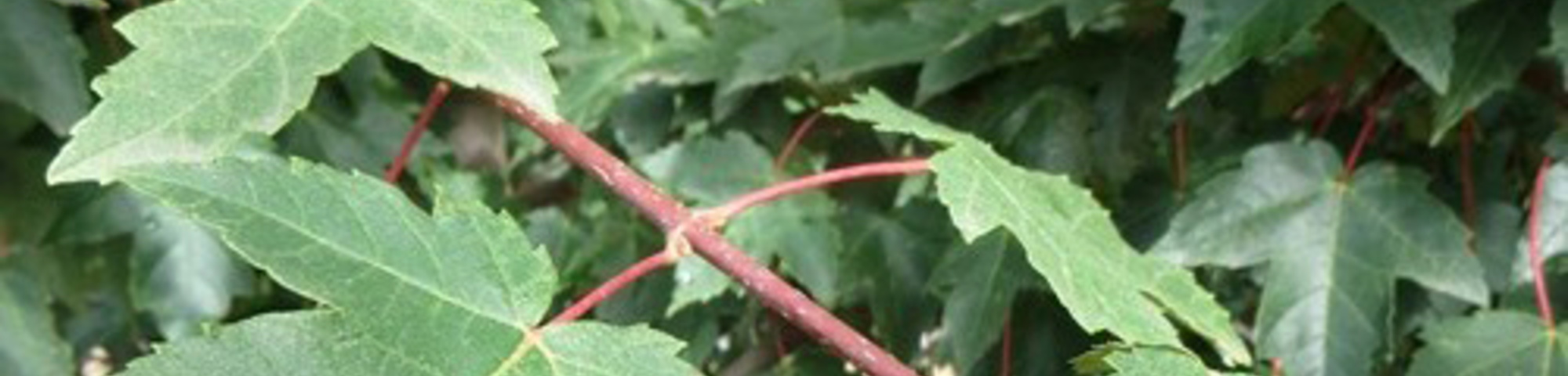 Acer rubrum 'Redpointe'
