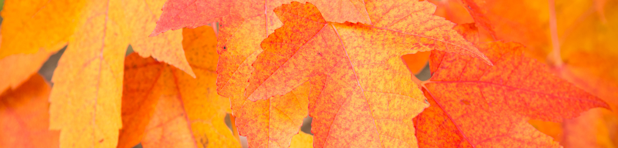 Acer rubrum 'Scanlon'