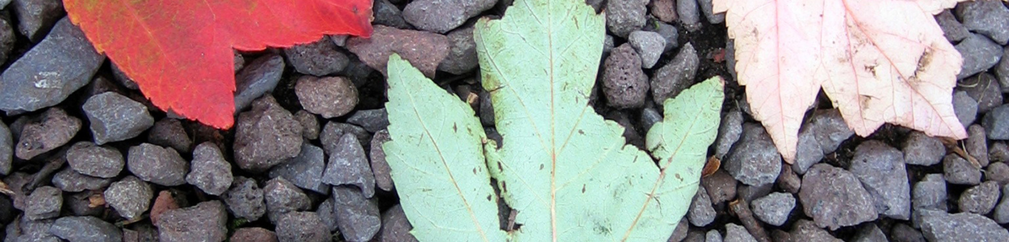Acer rubrum 'Schlesingeri'