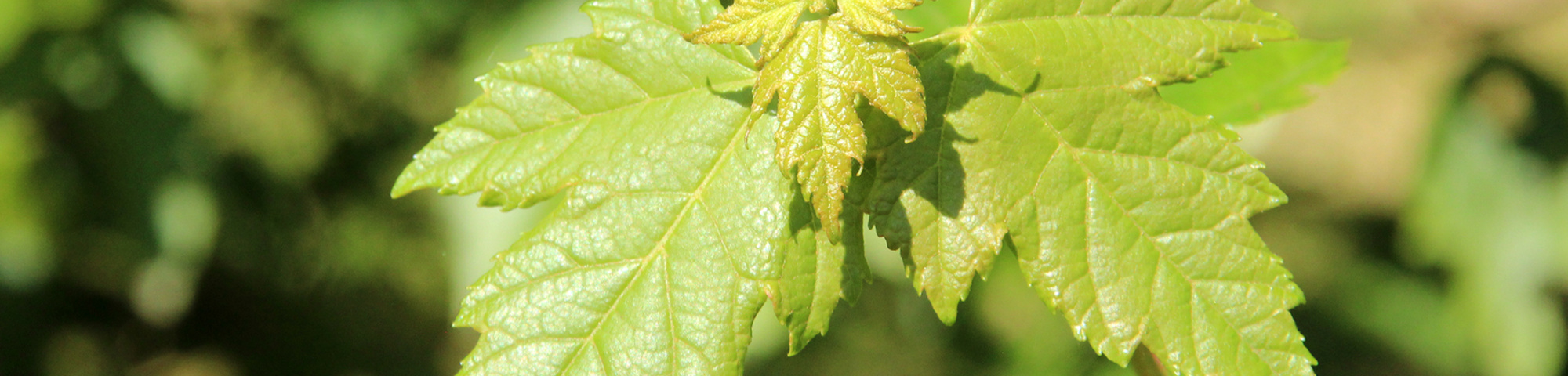 Acer rubrum 'Somerset'