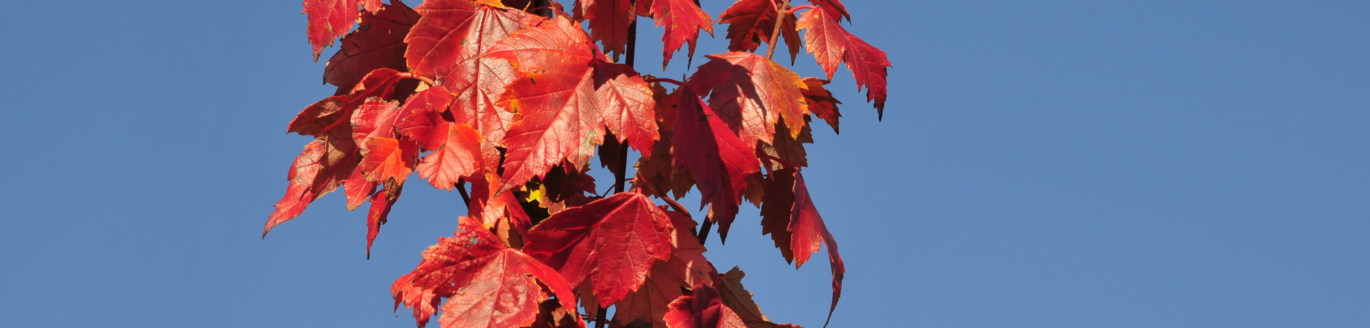 Acer rubrum 'Sun Valley'