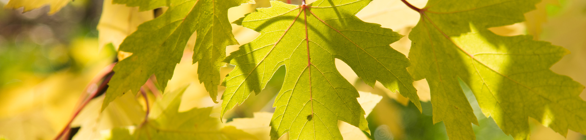 Acer saccharinum