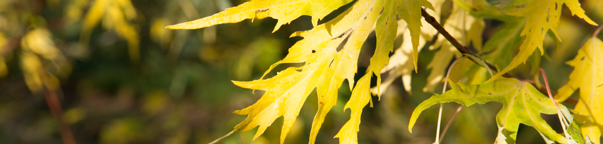 Acer saccharinum 'Born's Gracious'