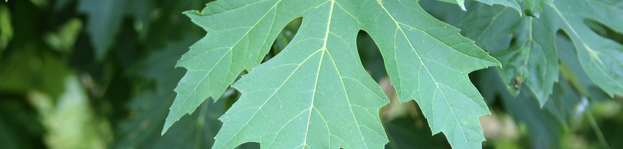 Acer saccharinum 'Laciniatum Wieri'