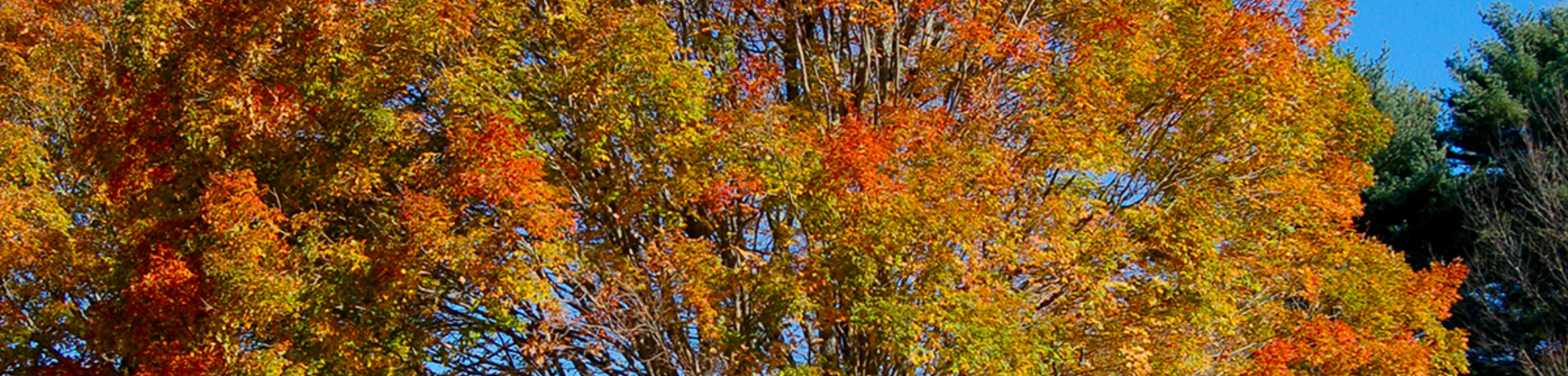 Acer saccharum