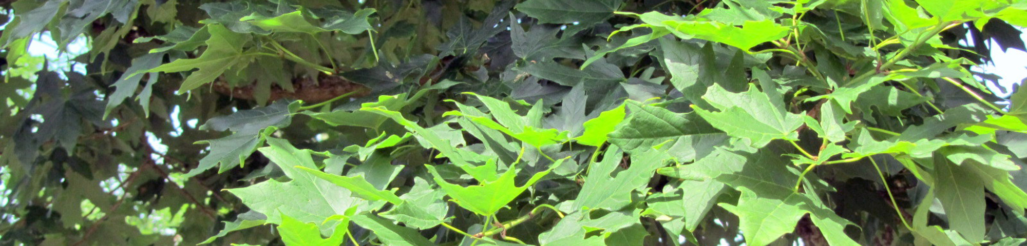 Acer saccharum 'Legacy'