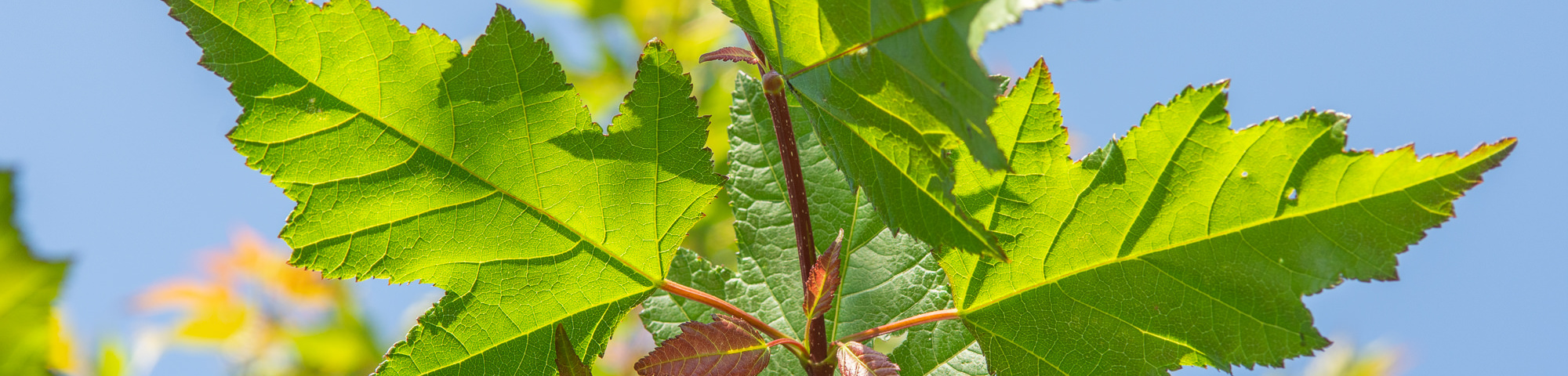 Acer tataricum 'Flame'