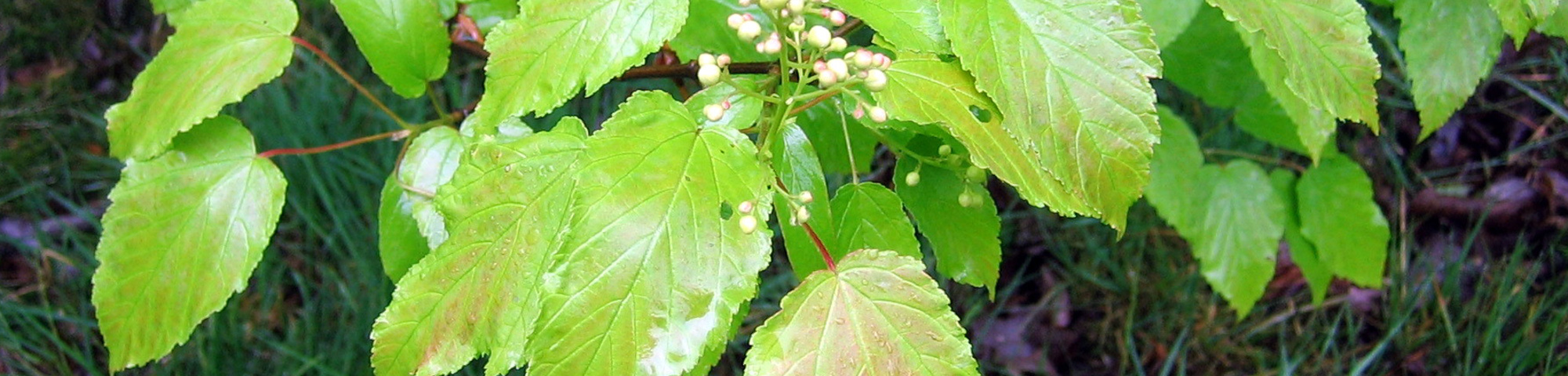 Acer tataricum