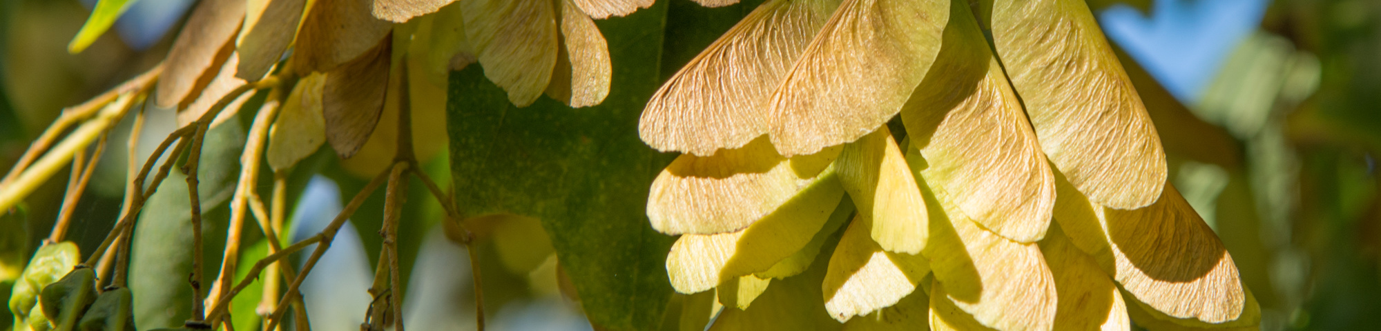 Acer tataricum subsp. ginnala