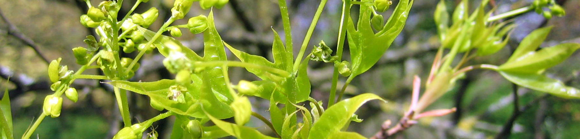 Acer truncatum