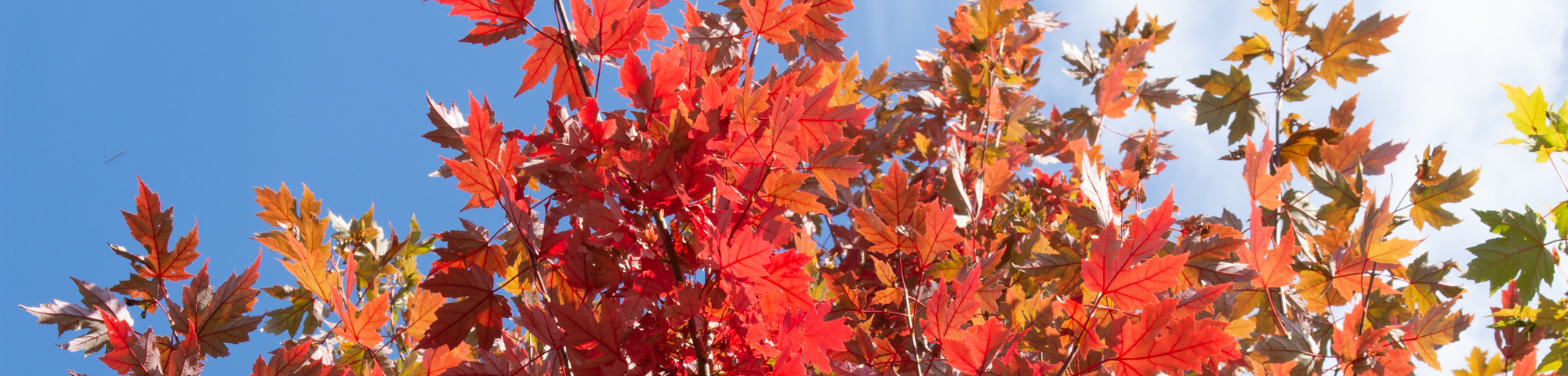 Acer x freemanii 'Armstrong'