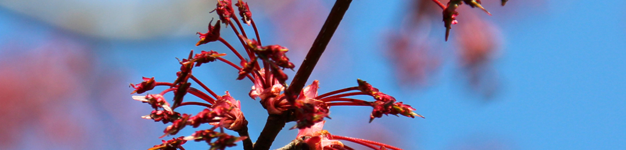 Acer x freemanii 'Armstrong'