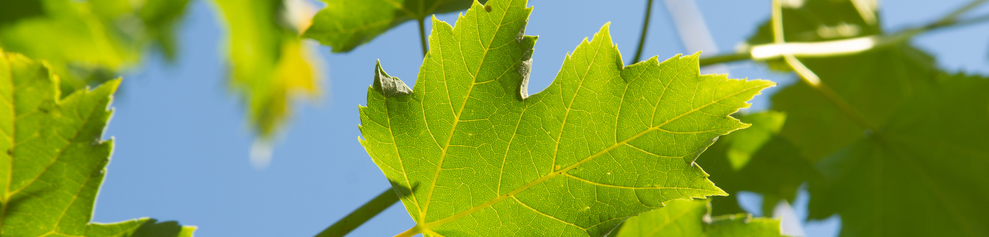 Acer x freemanii 'Armstrong Two'