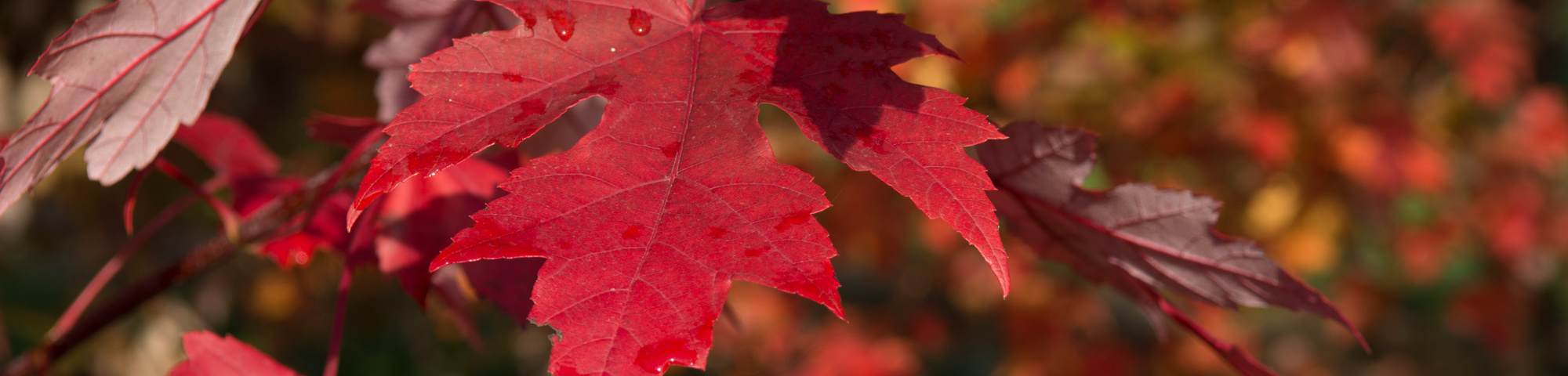 Acer x freemanii AUTUMN BLAZE 