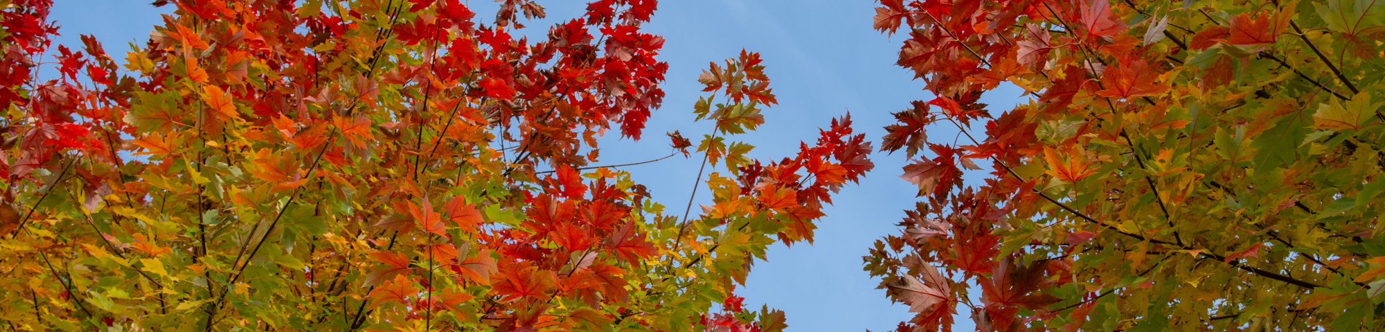 Acer x freemanii 'Celzam'