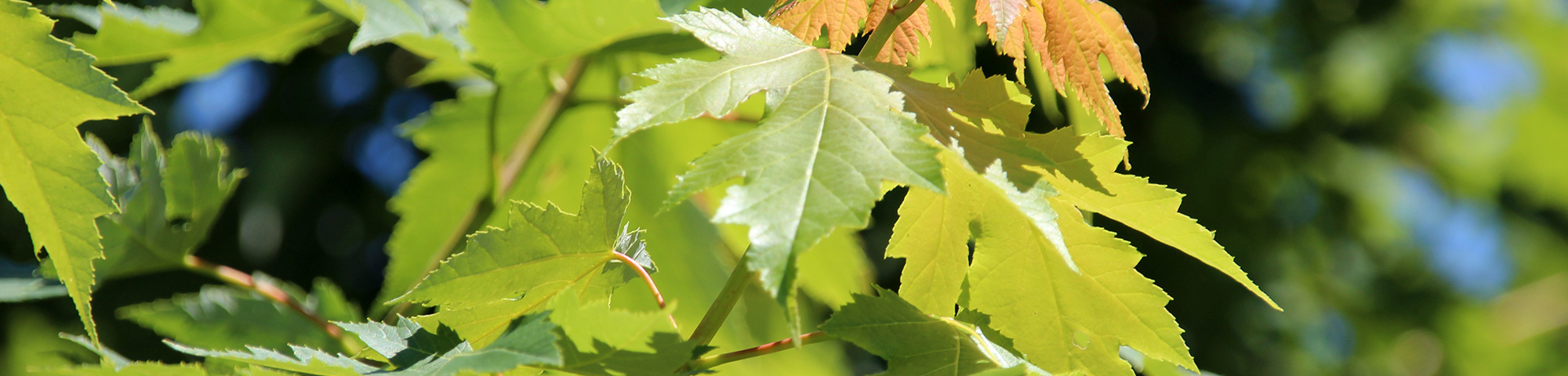 Acer x freemanii 'Celzam'