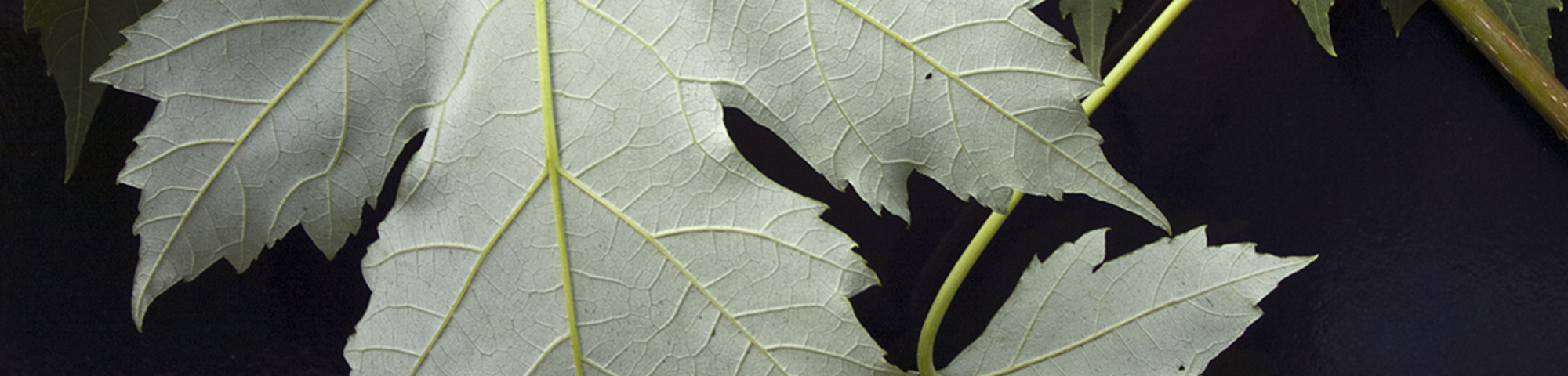 Acer x freemanii 'Elegant'