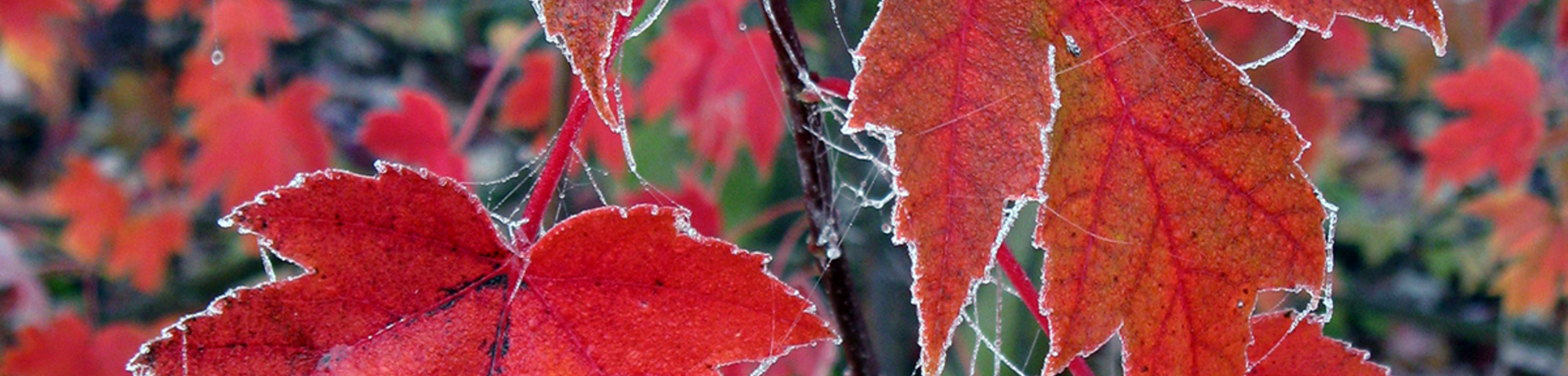 Acer x freemanii 'Jeffersred'