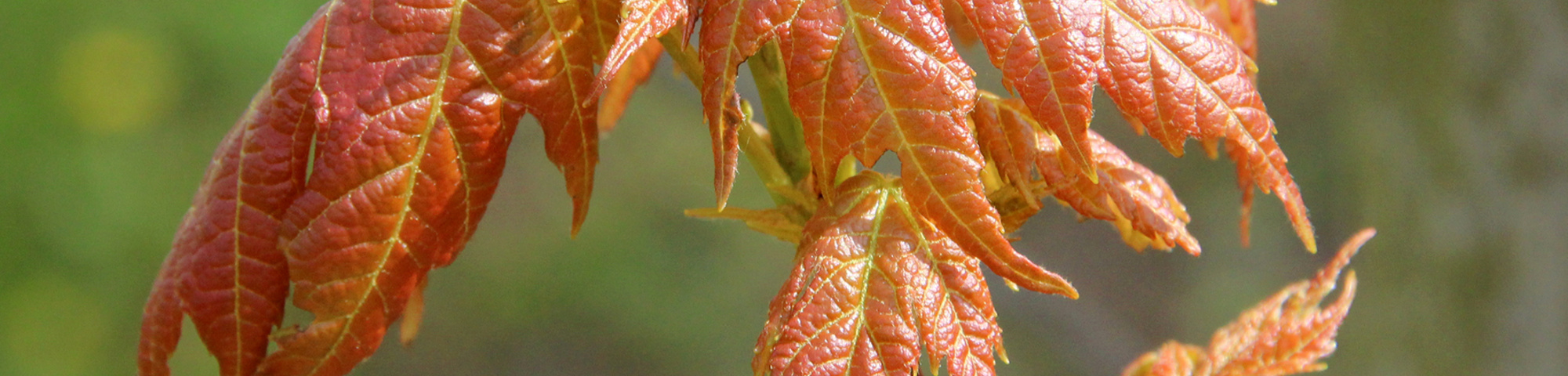 Acer x freemanii