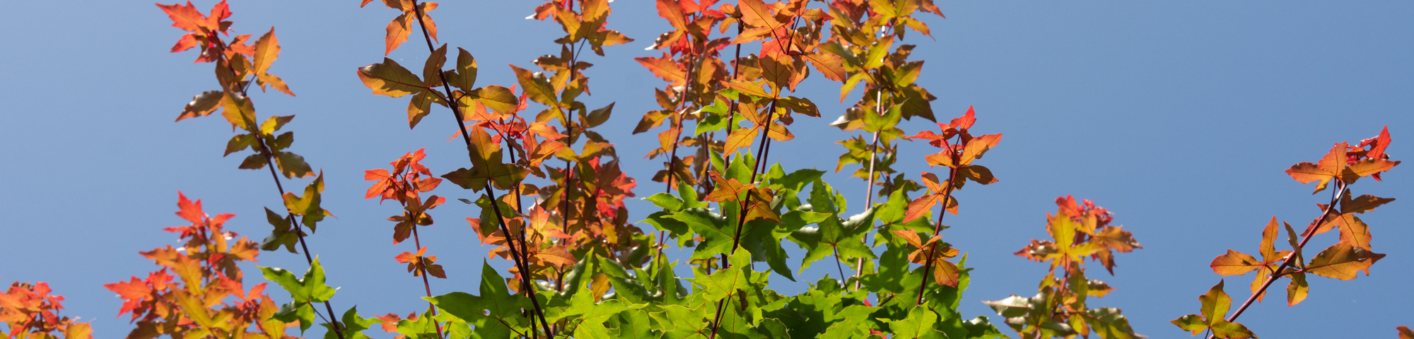 Acer x zoeschense 'Annae'