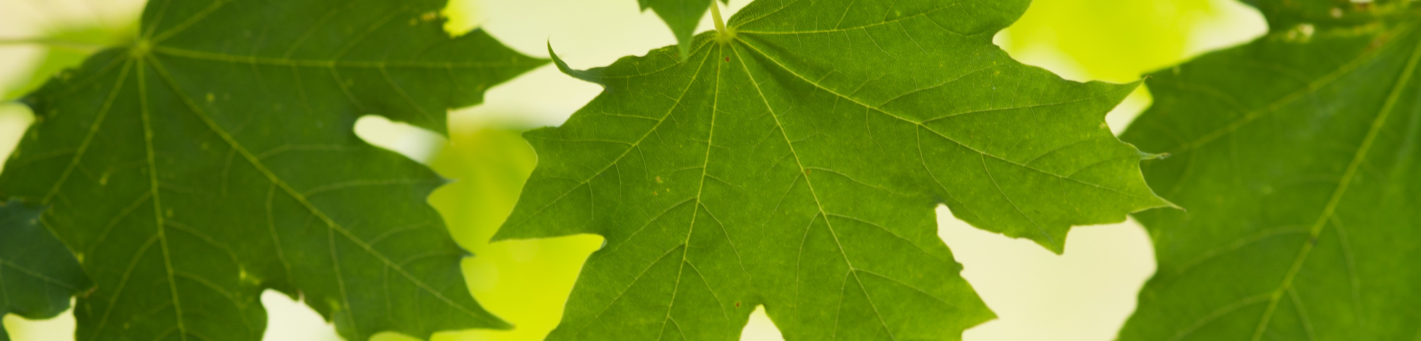 Acer platanoides