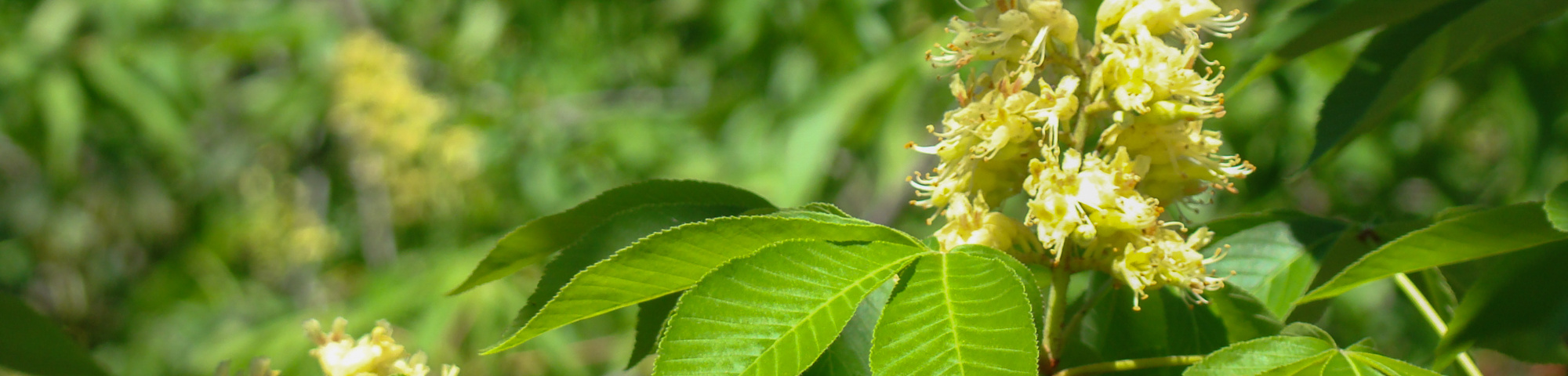 Aesculus 'Autumn Splendor'