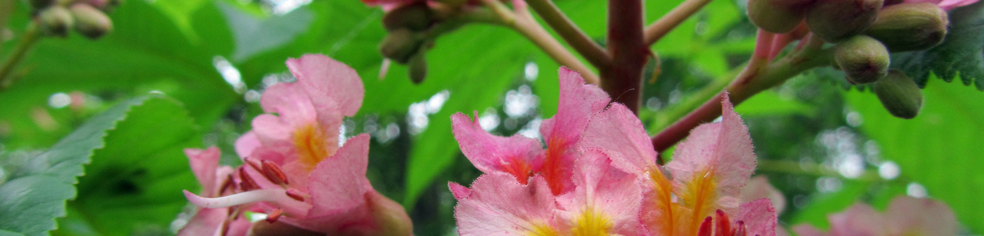 Aesculus carnea 'Theo Janson'