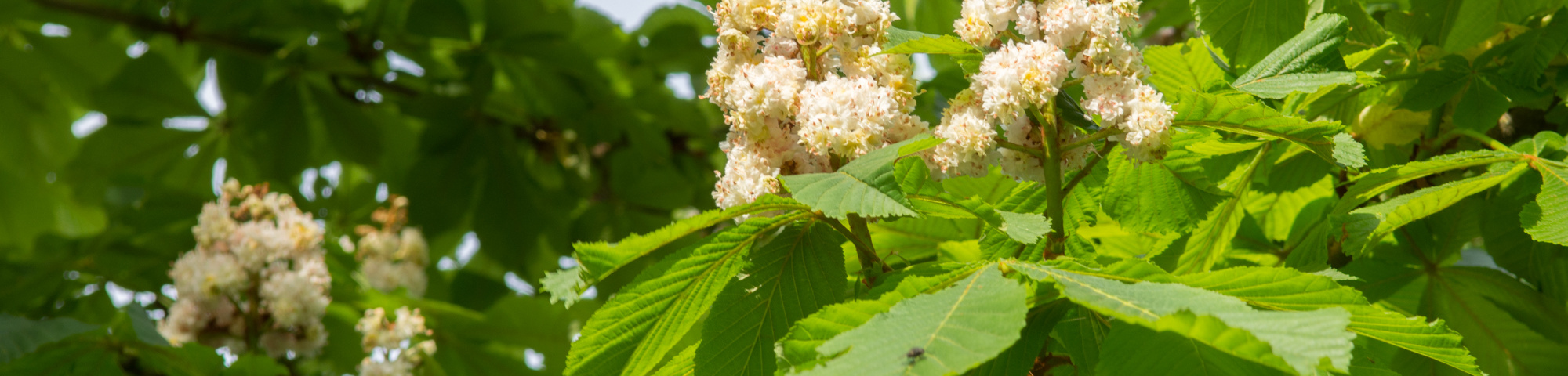 Aesculus hippocastanum 'Baumannii'