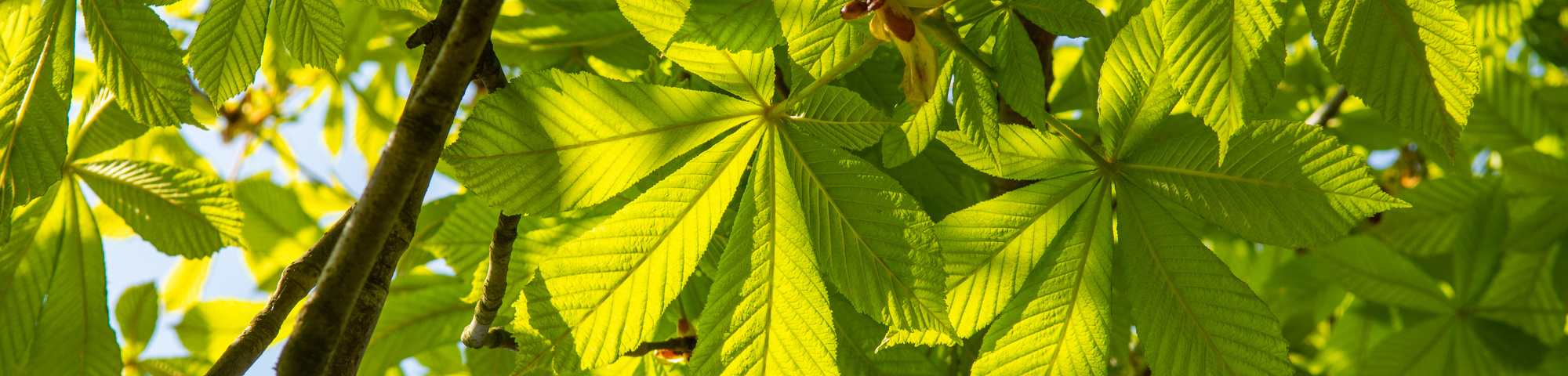 Aesculus hippocastanum 'Pyramidalis'