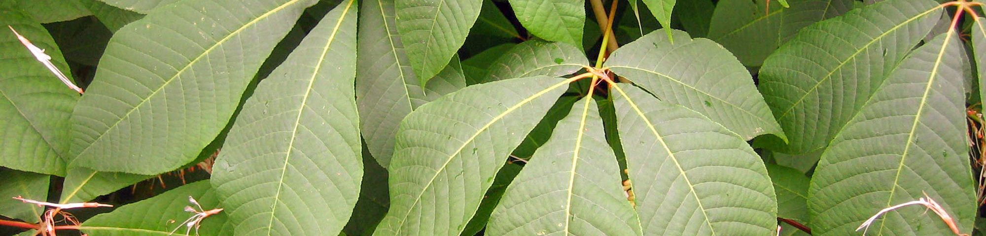 Aesculus parviflora