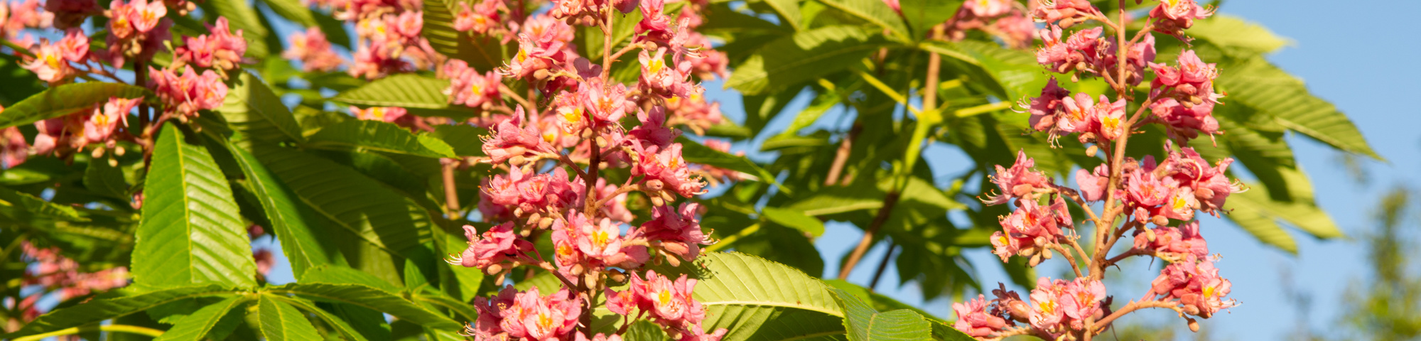 Aesculus pavia 'Atrosanguinea'