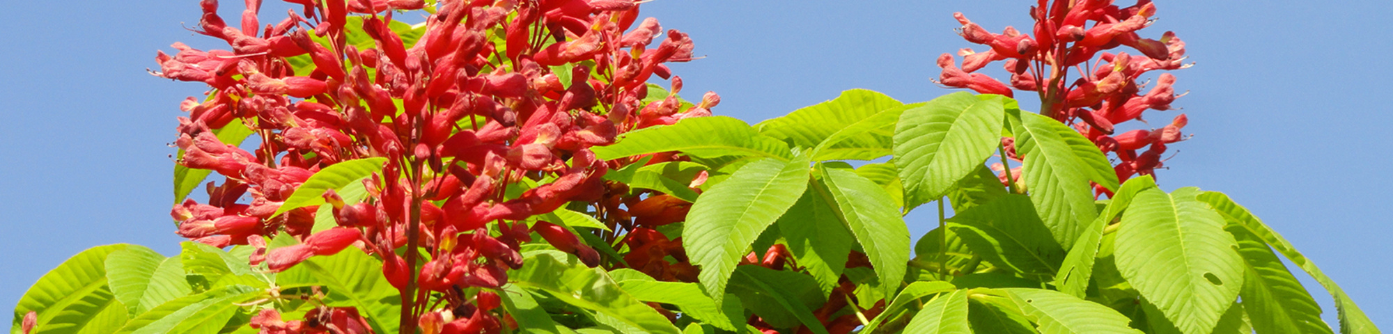 Aesculus pavia