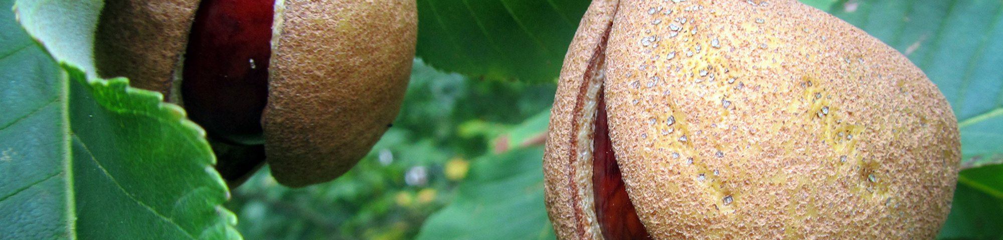 Aesculus pavia 'Koehnei'