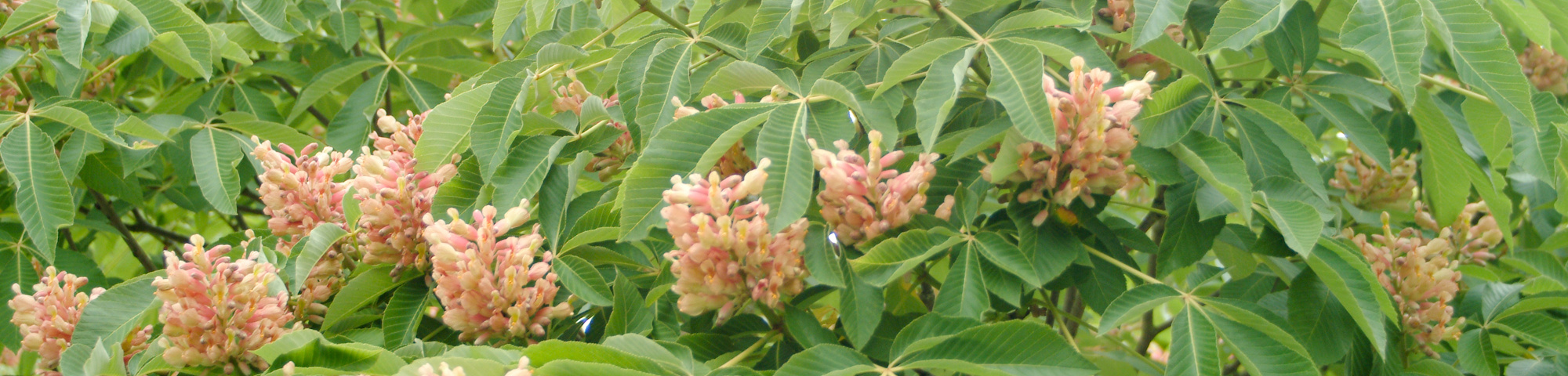 Aesculus pavia var. discolor